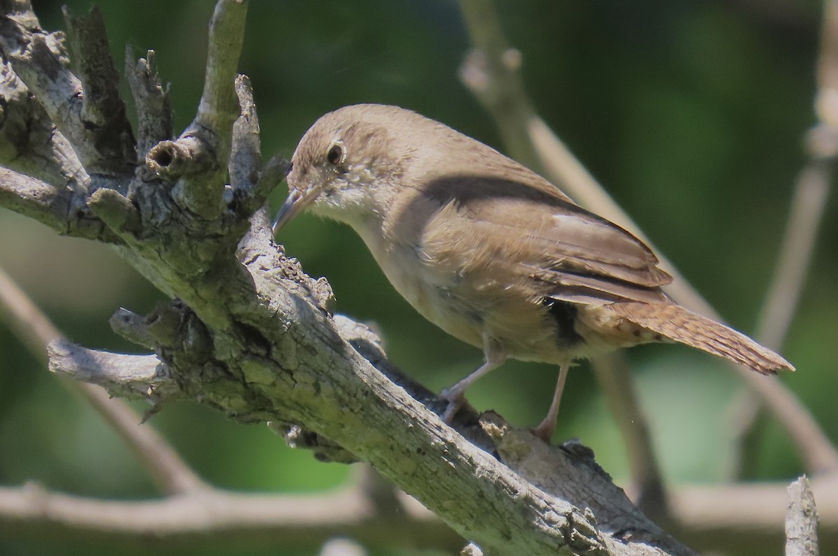 Southern House Wren - ML646414867