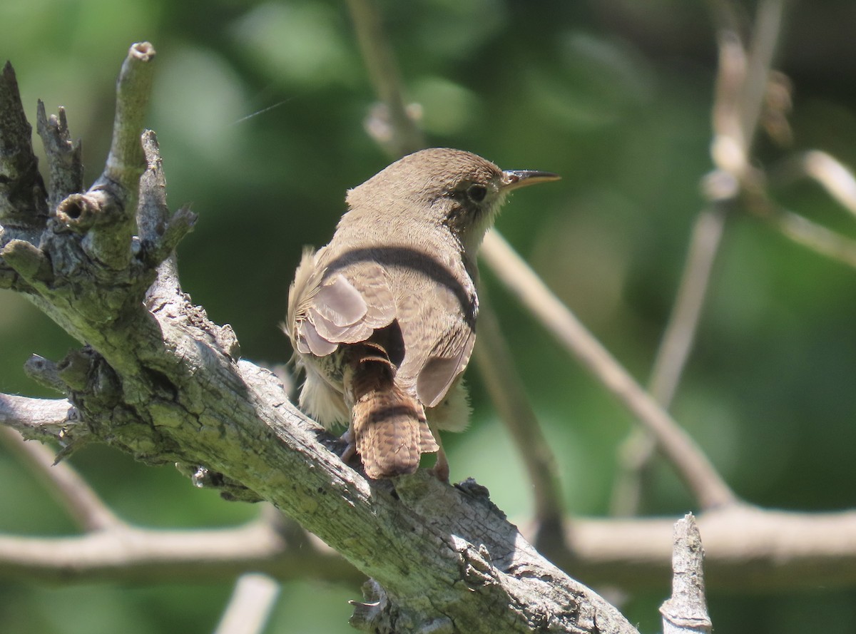 Southern House Wren - ML646414868