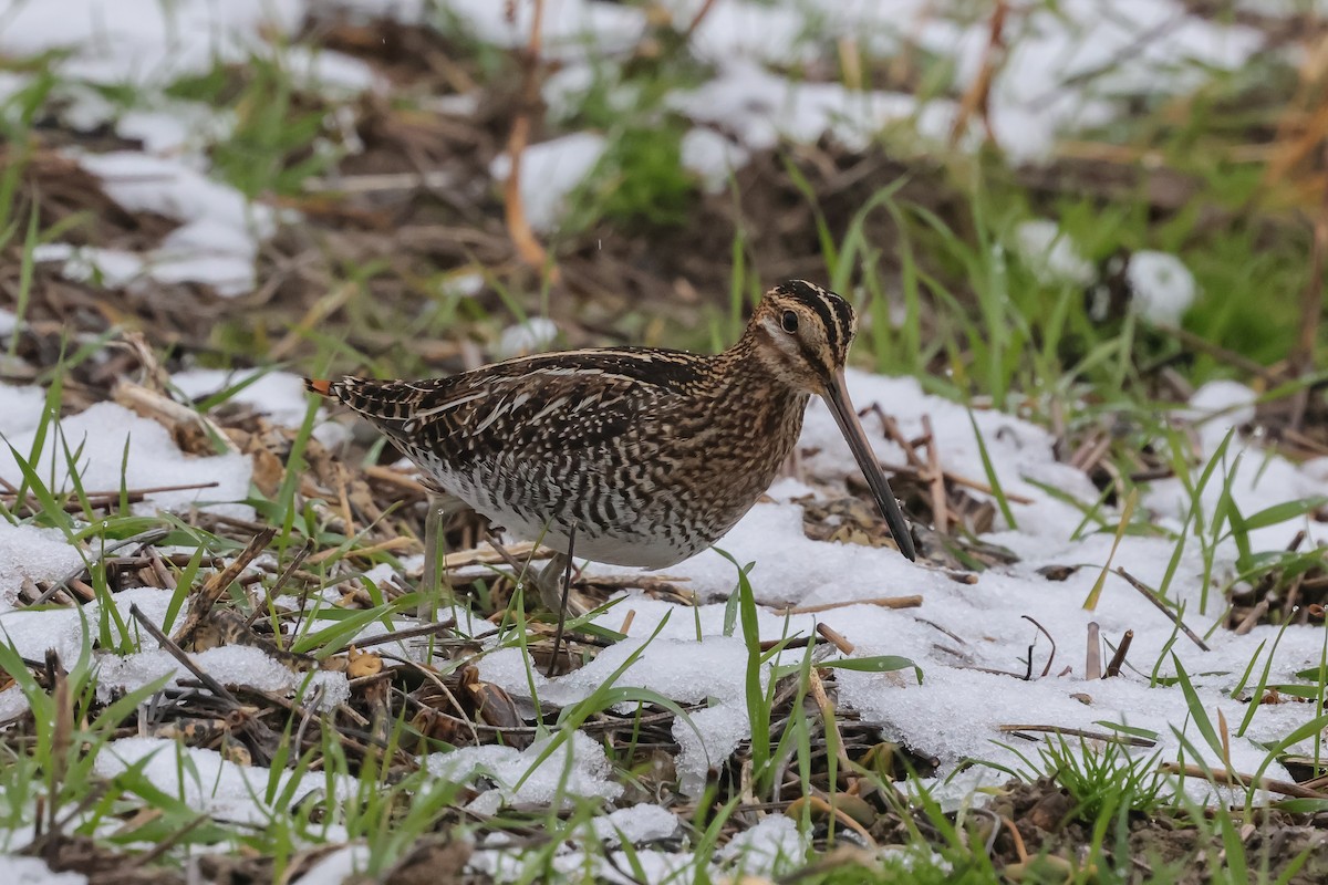 Wilson's Snipe - ML646414869