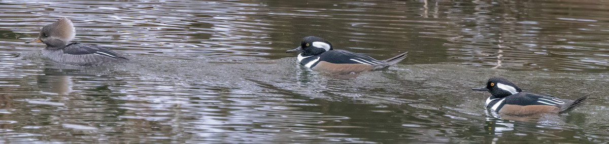 מרגון מקושט - ML646414870