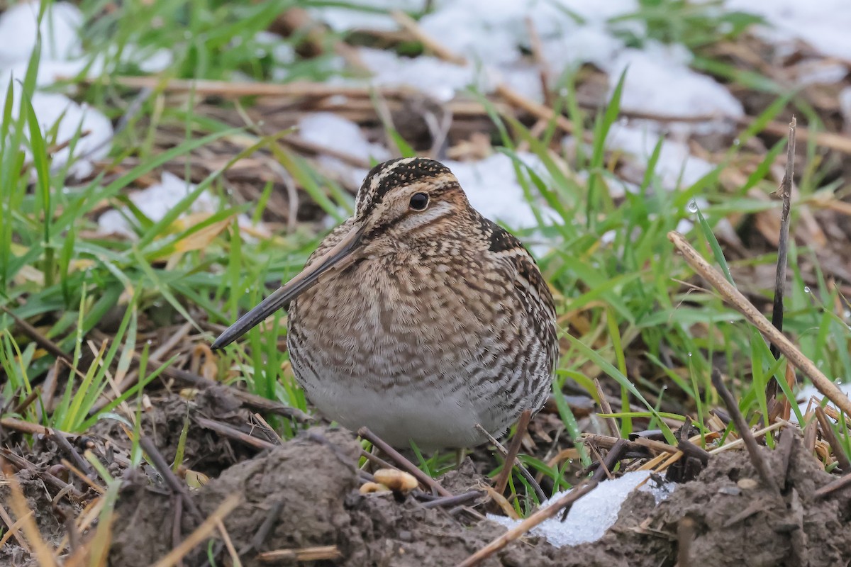 Wilson's Snipe - ML646414871