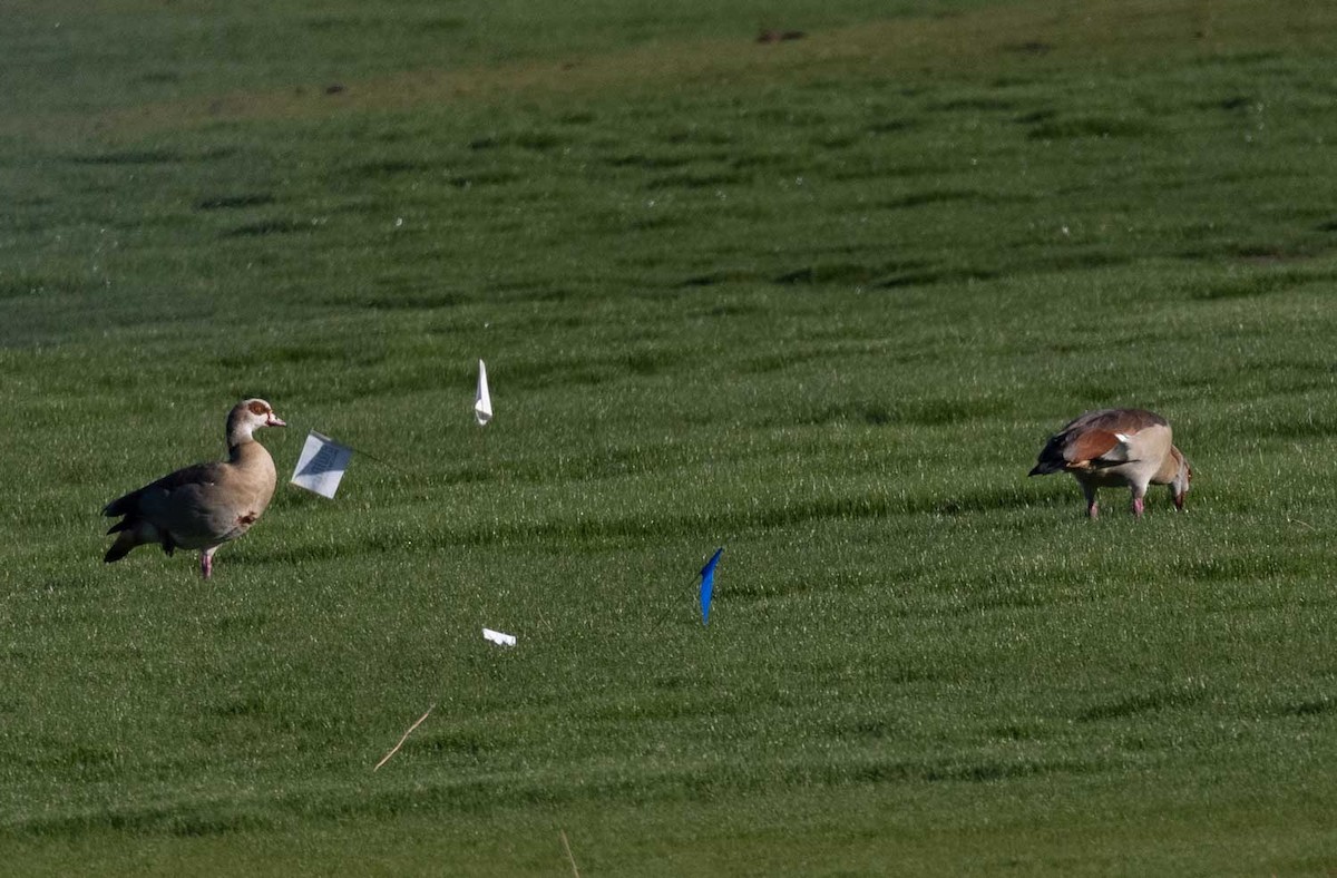 Egyptian Goose - ML646414873