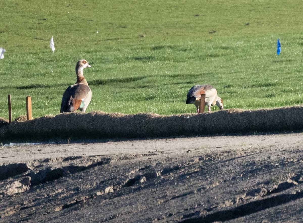 Egyptian Goose - ML646414874