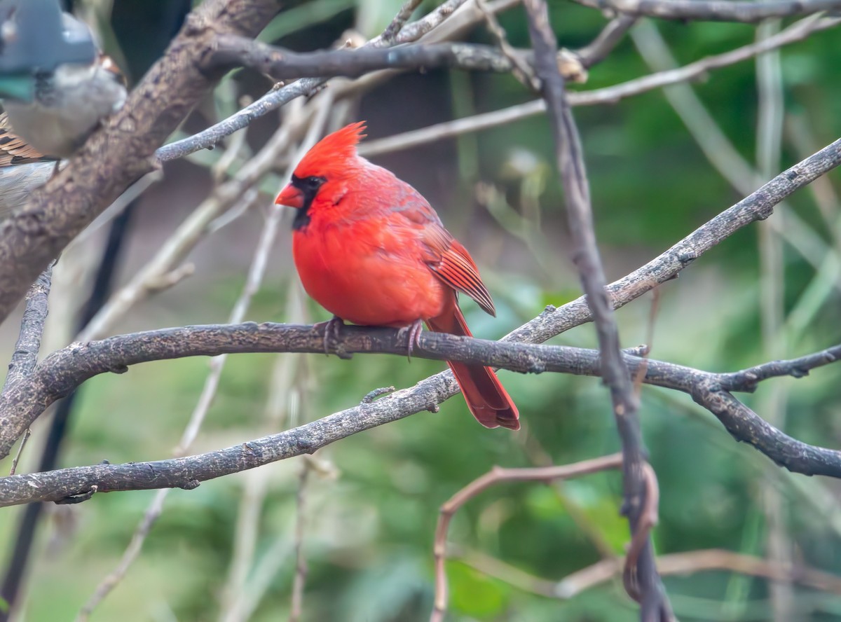 Northern Cardinal - ML646414877