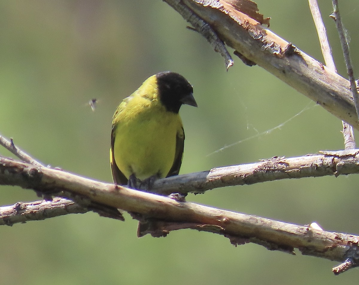 hettesisik - ML646414879