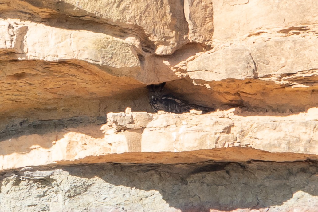 výr velký - ML646414880