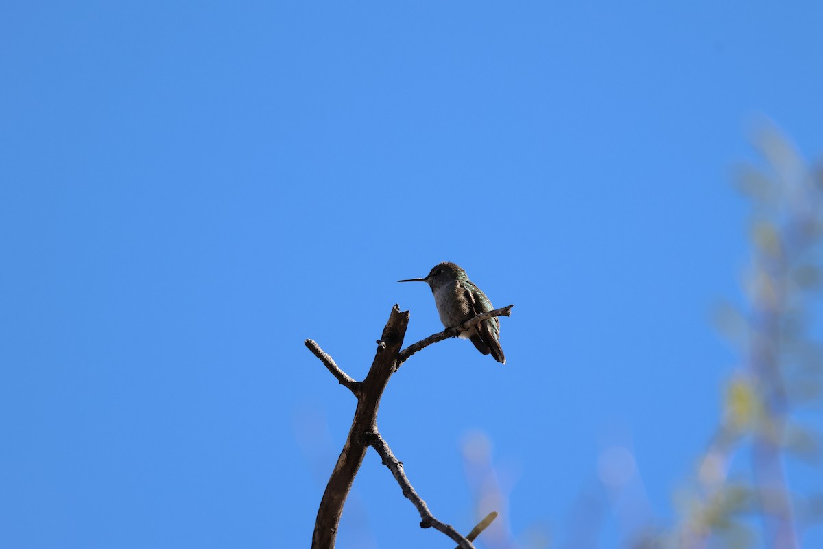 Anna's Hummingbird - ML646414882