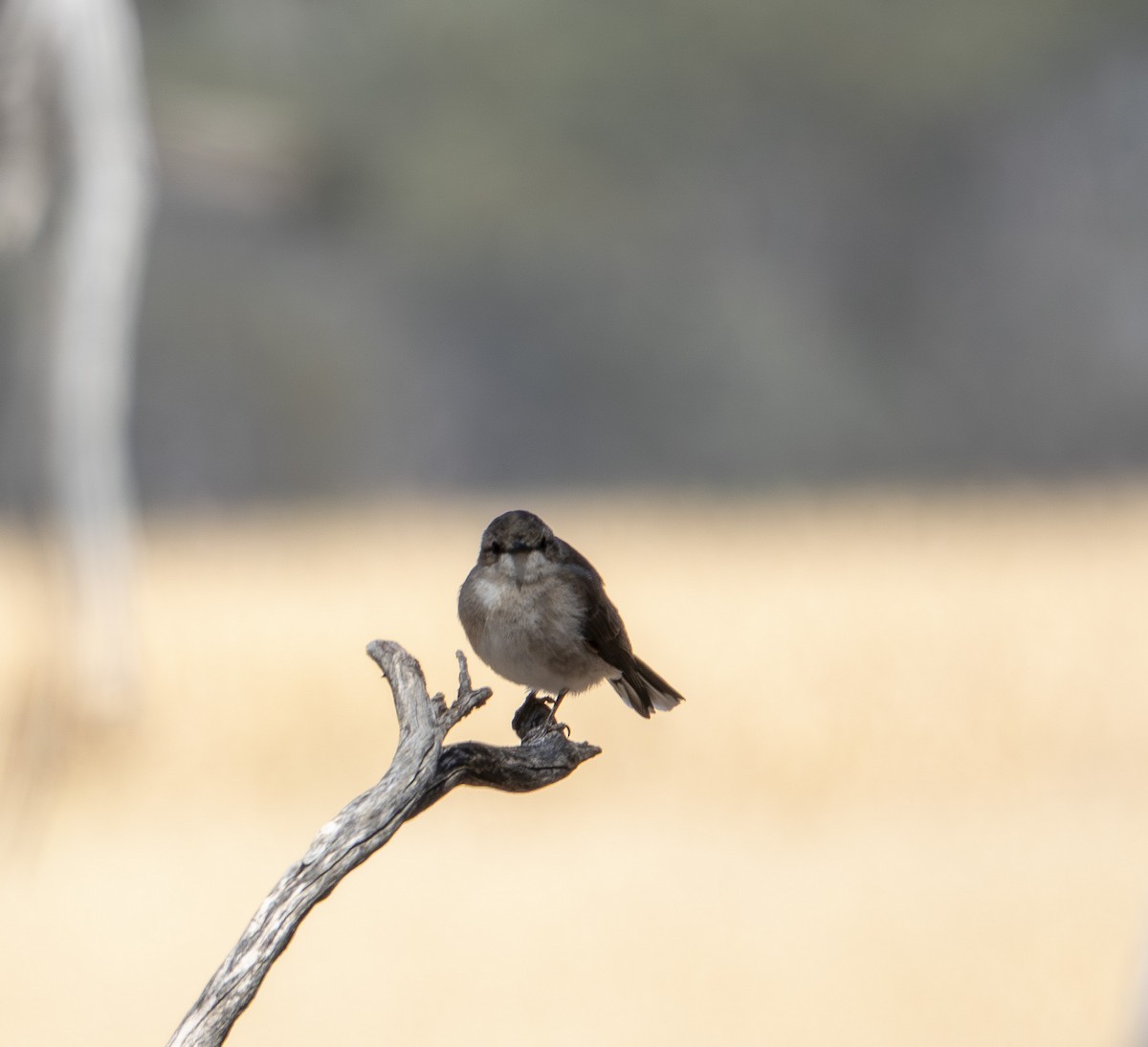 Avustalya Şakıcı Sinekkapanı - ML646414883