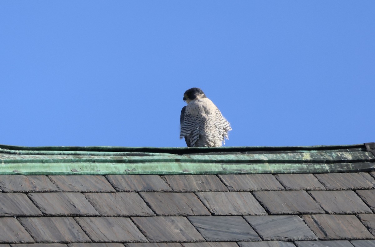Peregrine Falcon - ML646414884
