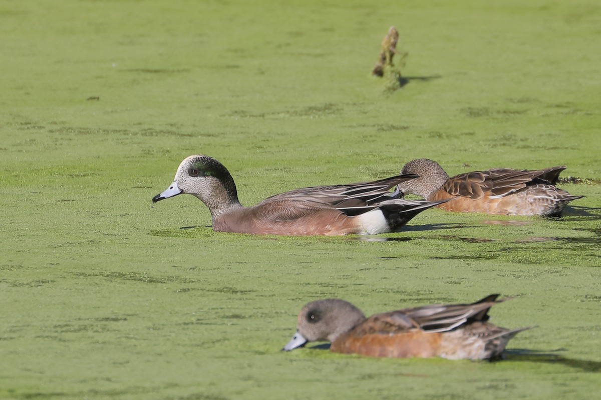 American Wigeon - ML646414885