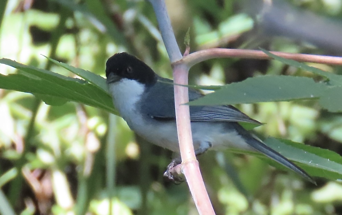 Black-capped Warbling Finch - ML646414886