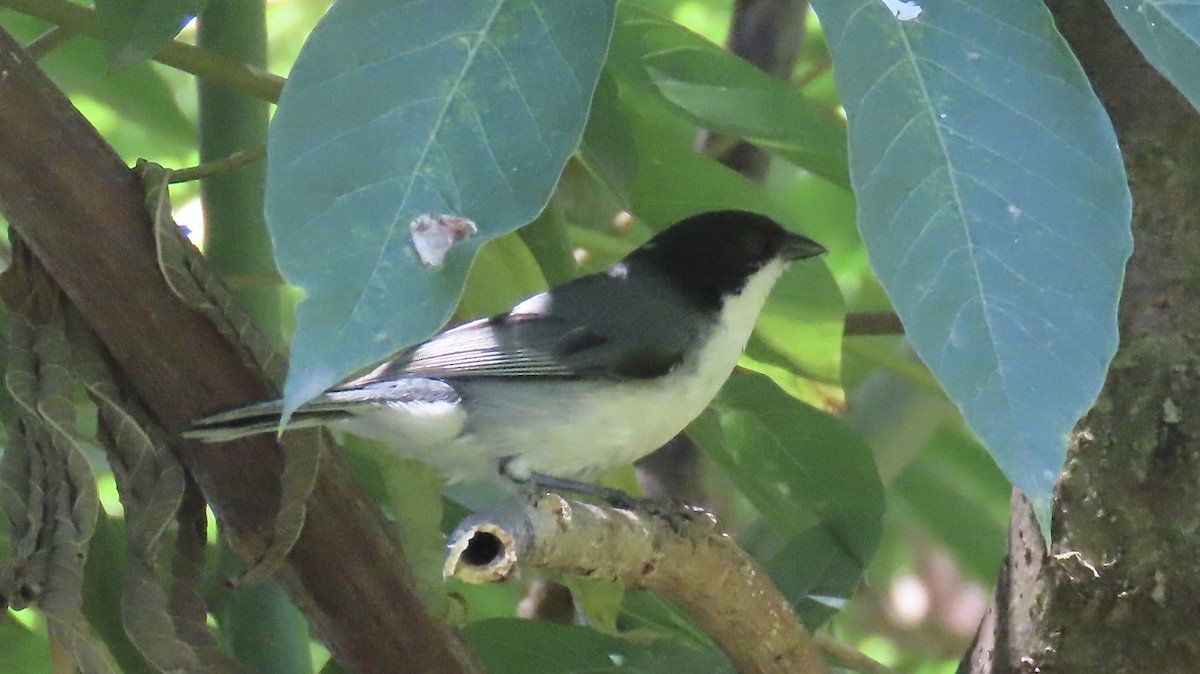 Black-capped Warbling Finch - ML646414887