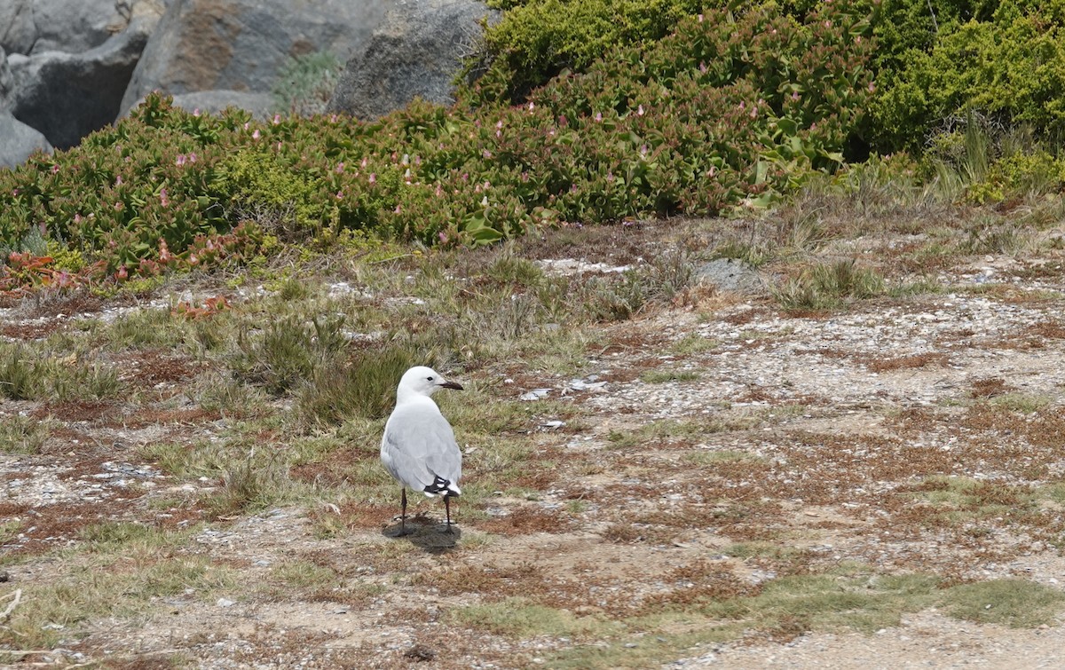 Hartlaub's Gull - ML646414888