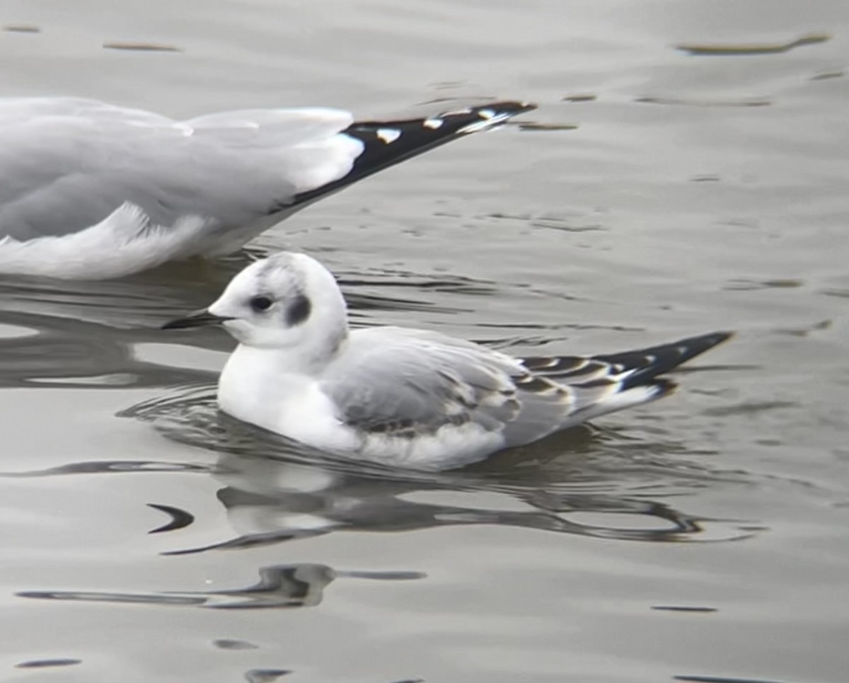 Бонапартова чайка - ML646414890