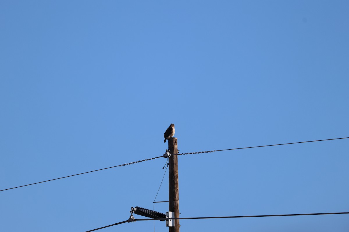 Red-tailed Hawk - ML646414891