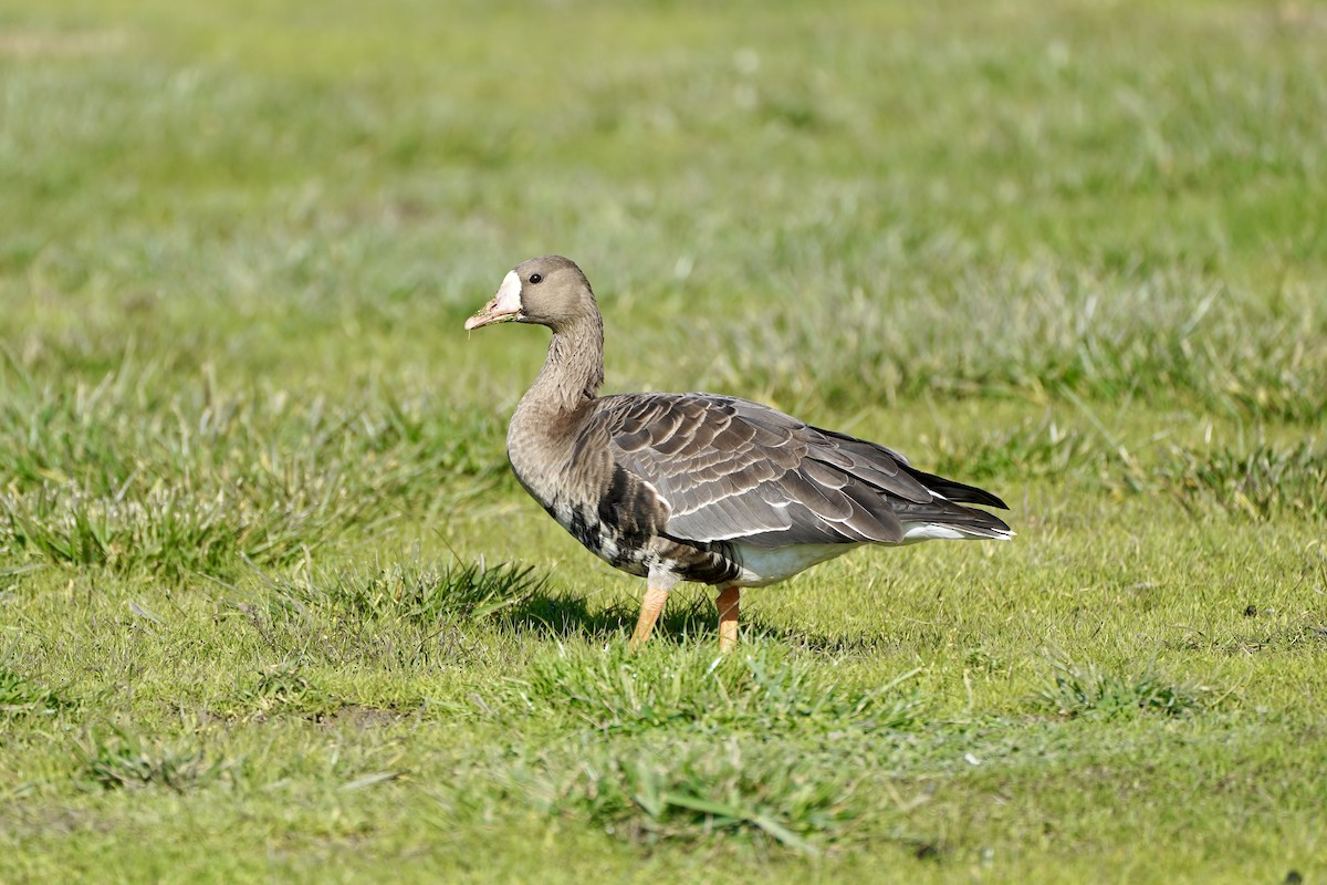 Greater White-fronted Goose - ML646414892