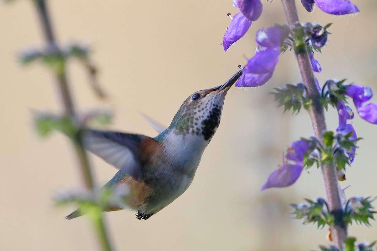 Allen's Hummingbird - ML646414894