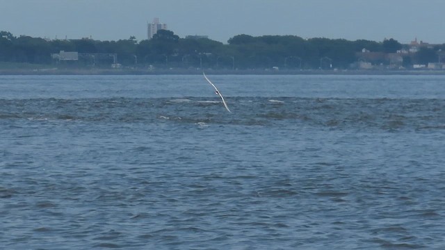 Common Tern - ML646414895