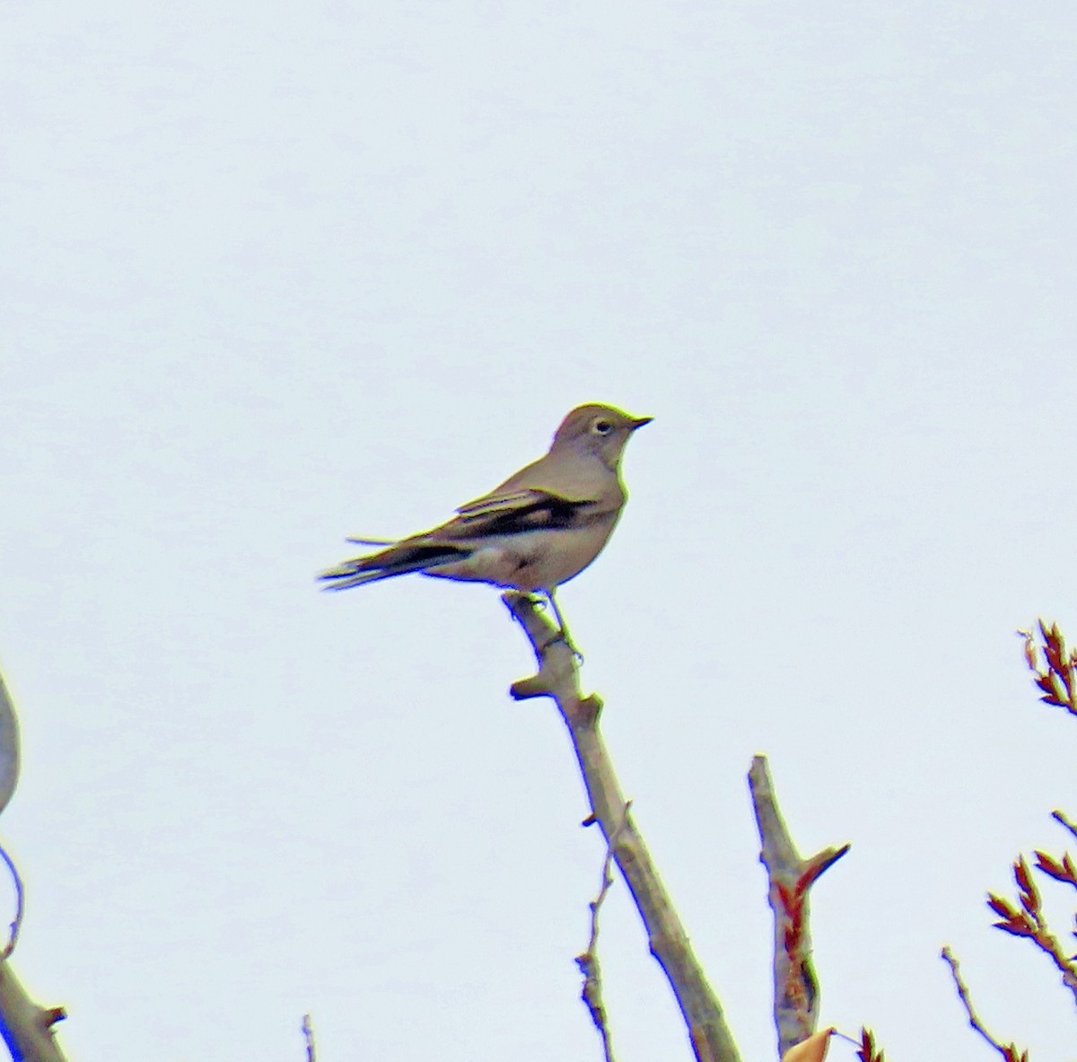 Townsend's Solitaire - ML646414897
