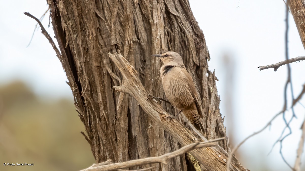 Brown Treecreeper - ML646414899