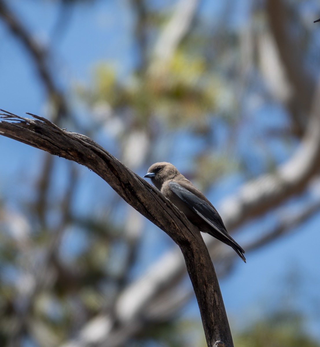 Artamo Sombrío - ML646414901