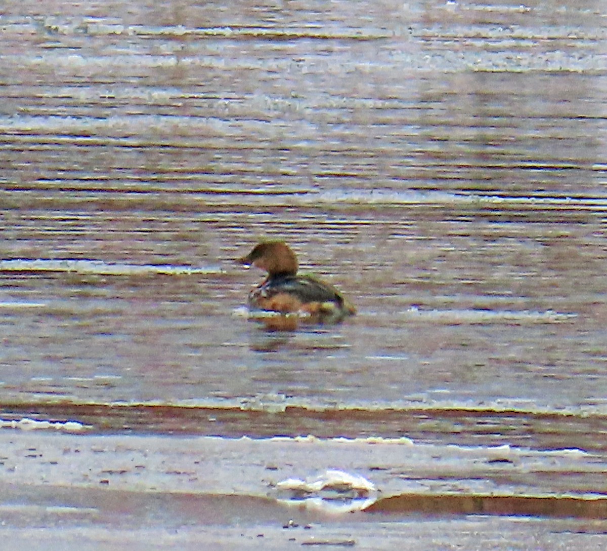 Pied-billed Grebe - ML646414902