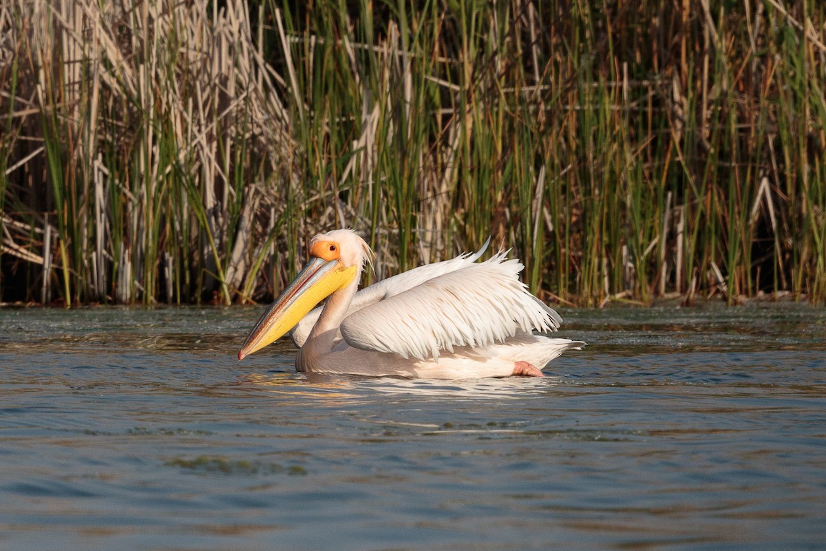 Great White Pelican - ML646414904