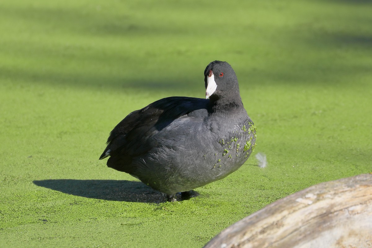 American Coot - ML646414905