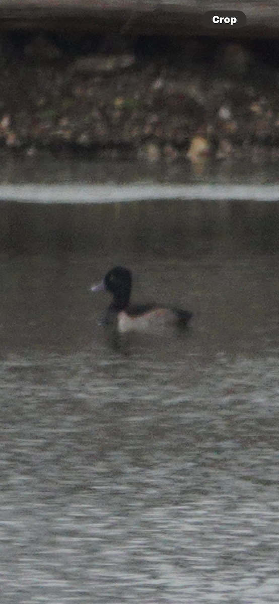Ring-necked Duck - ML646414906
