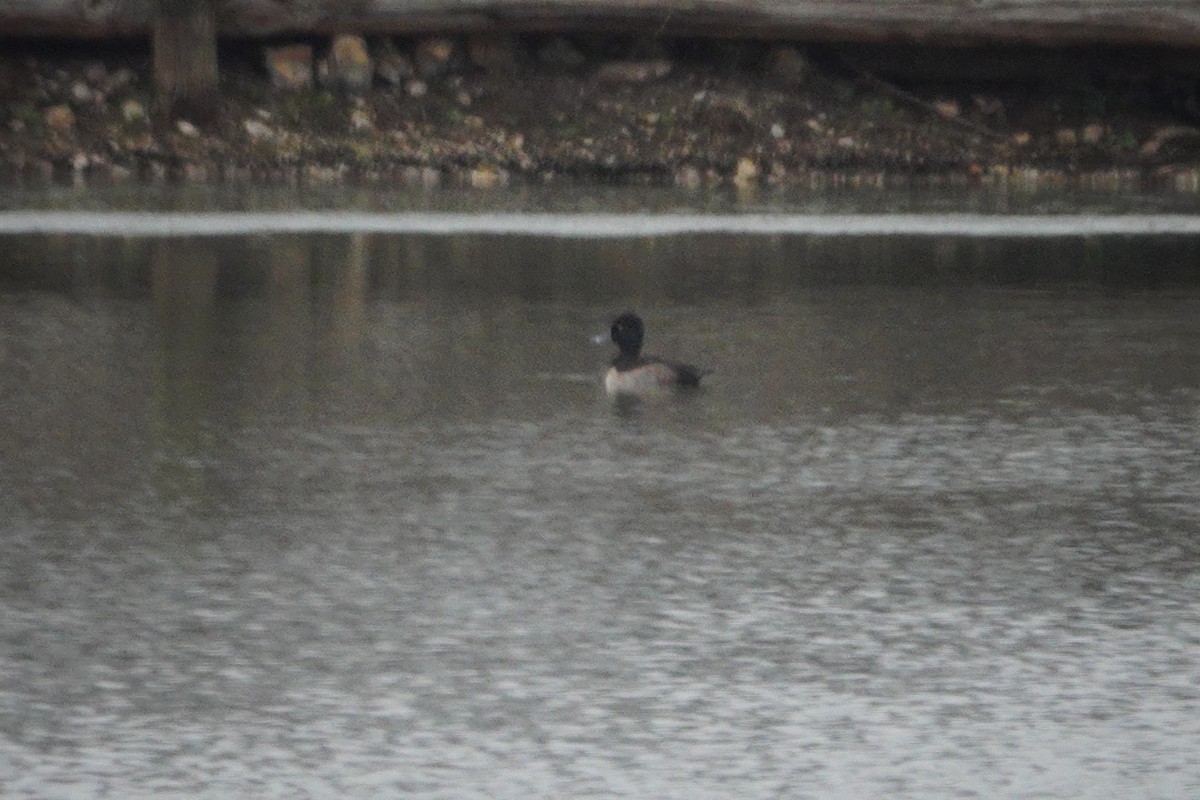 Ring-necked Duck - ML646414907