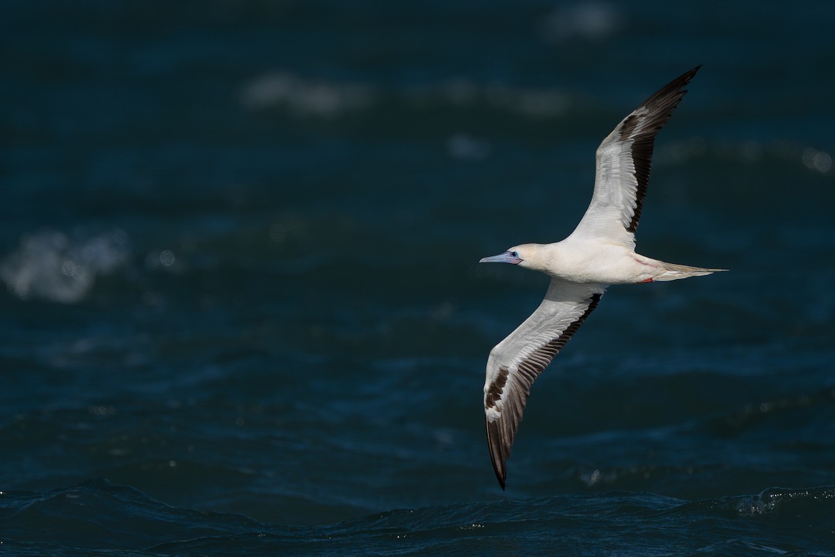 Red-footed Booby (Atlantic) - ML646414909