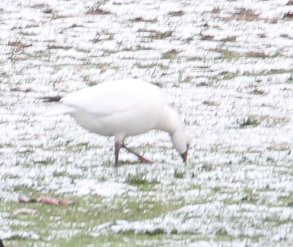 Ross's Goose - ML646414910