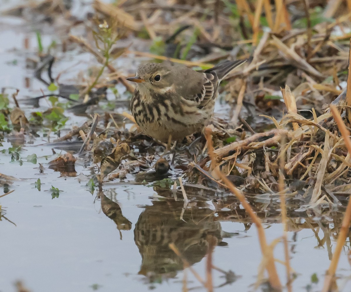 American Pipit - ML646414913