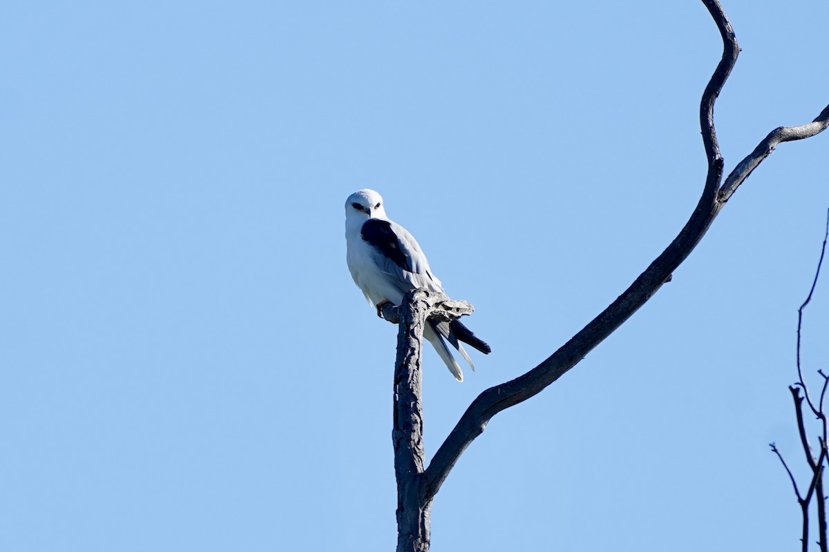 White-tailed Kite - ML646414915