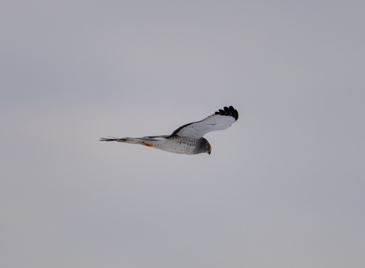 Northern Harrier - ML646414919