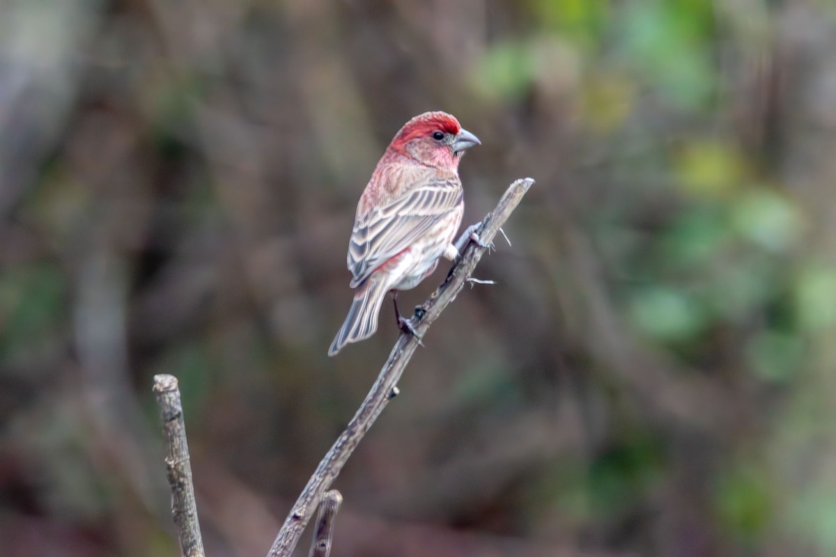 House Finch - ML646414920