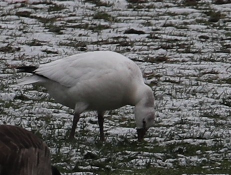 Ross's Goose - ML646414921