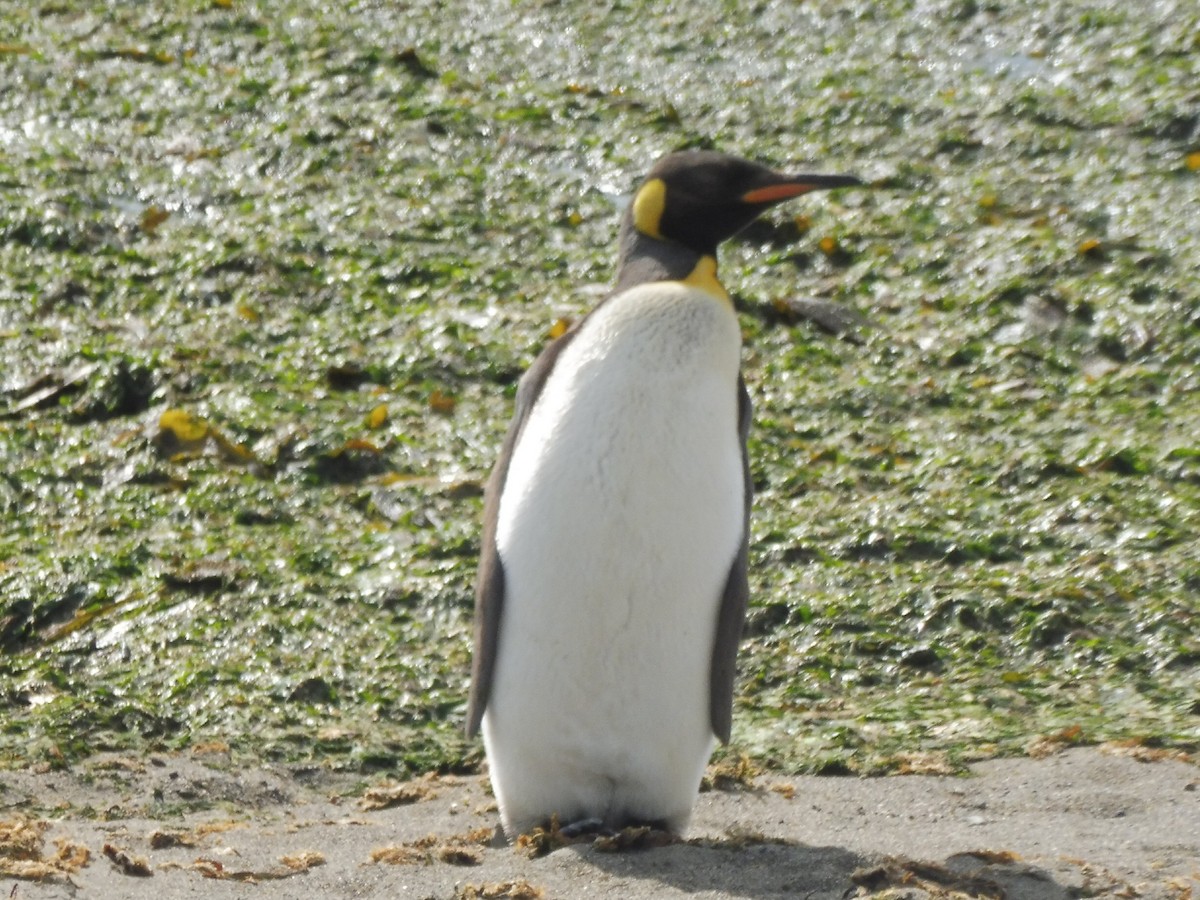 King Penguin - ML646414924
