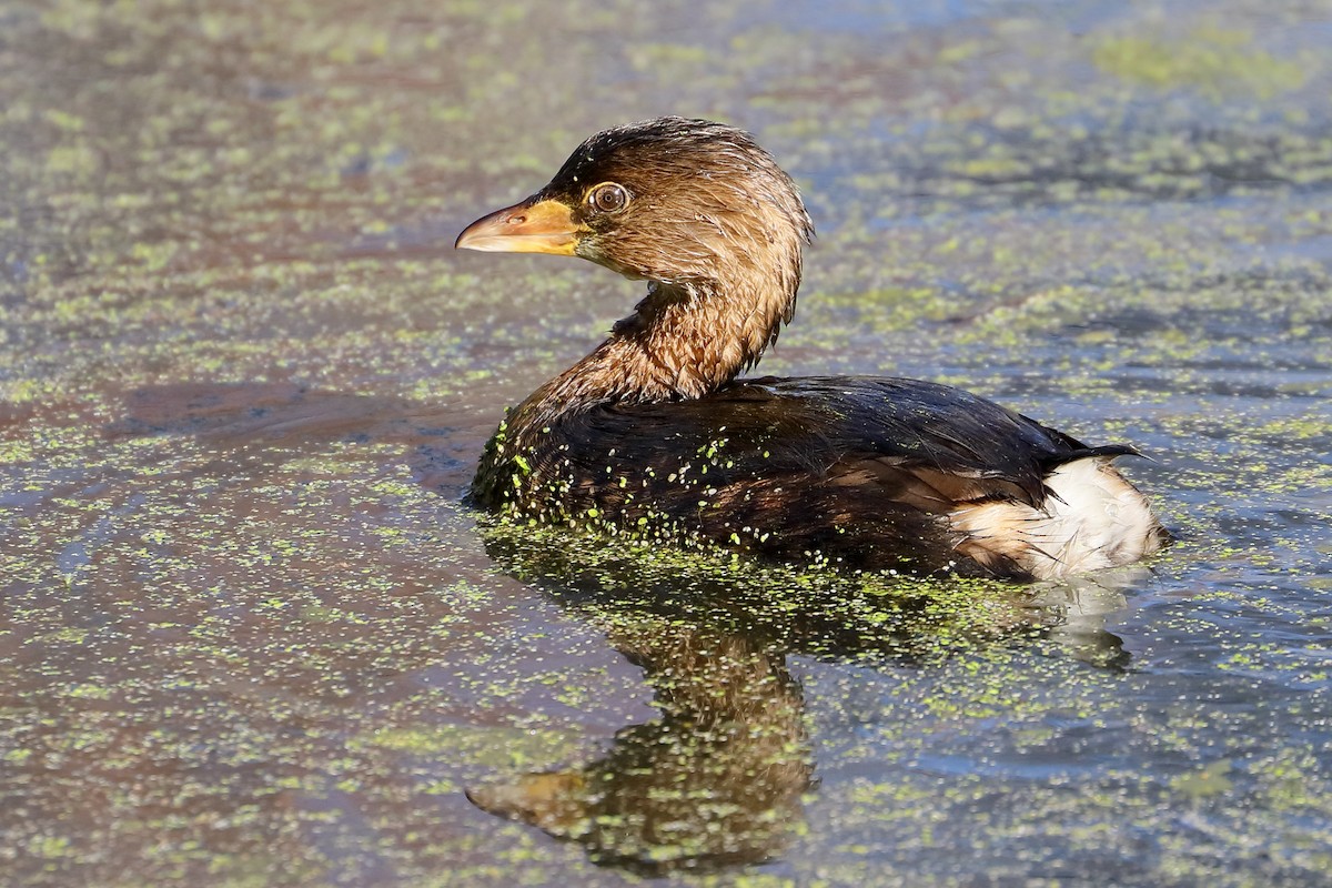 Pied-billed Grebe - ML646414925