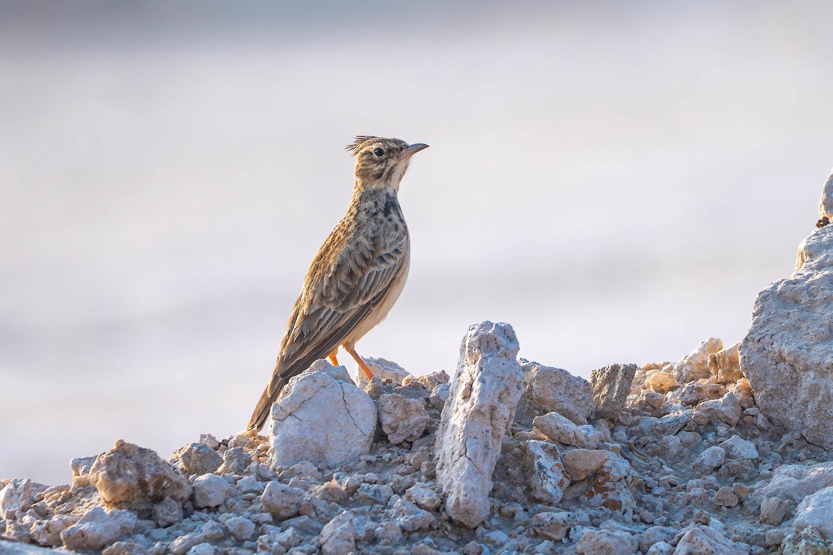 Crested Lark - ML646414929