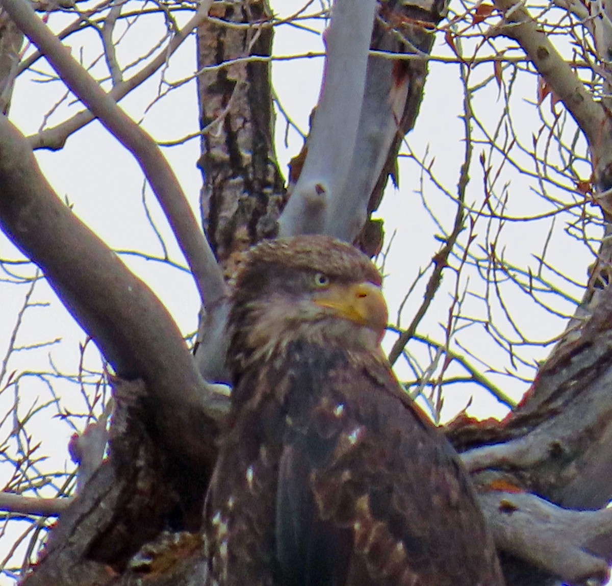 Bald Eagle - ML646414931