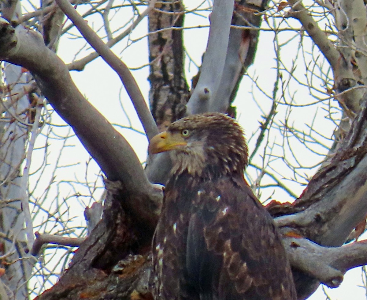 Bald Eagle - ML646414932