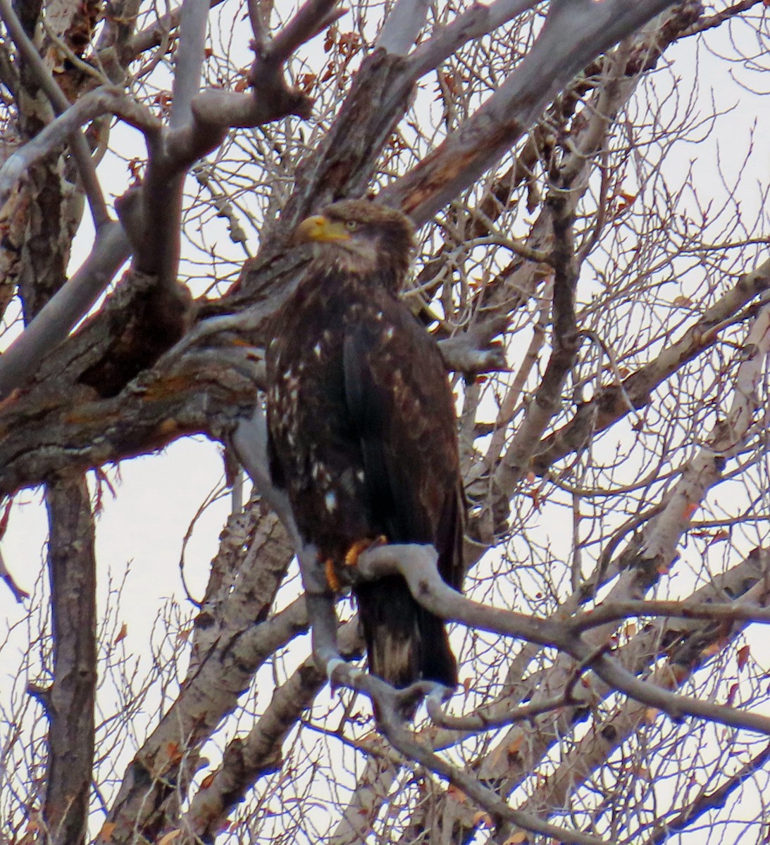 Bald Eagle - ML646414934