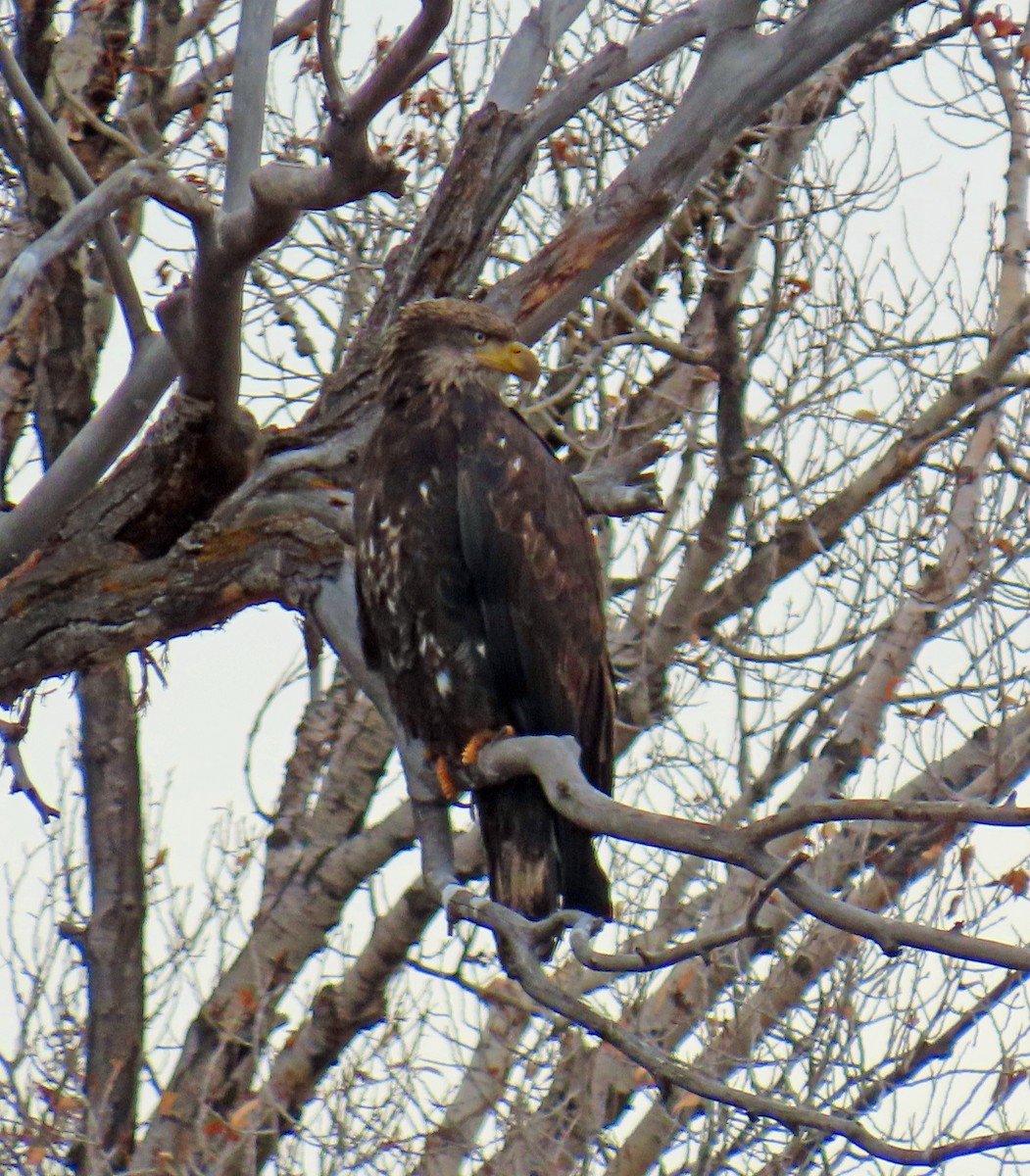 Bald Eagle - ML646414935