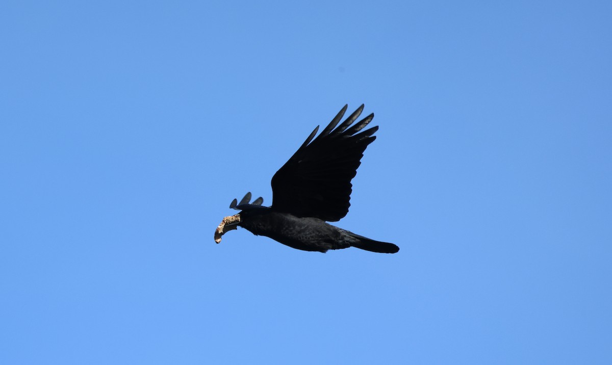 American Crow - ML646414936