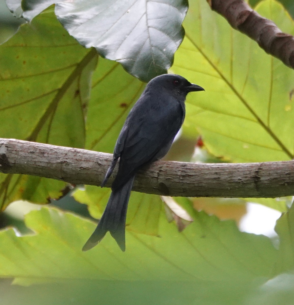 Ashy Drongo - ML646414938