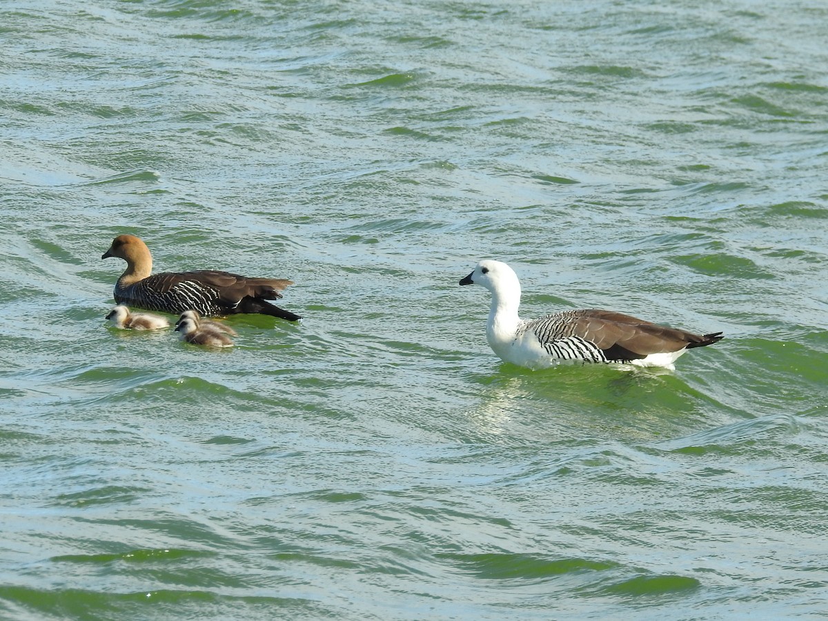 Upland Goose - ML646414942