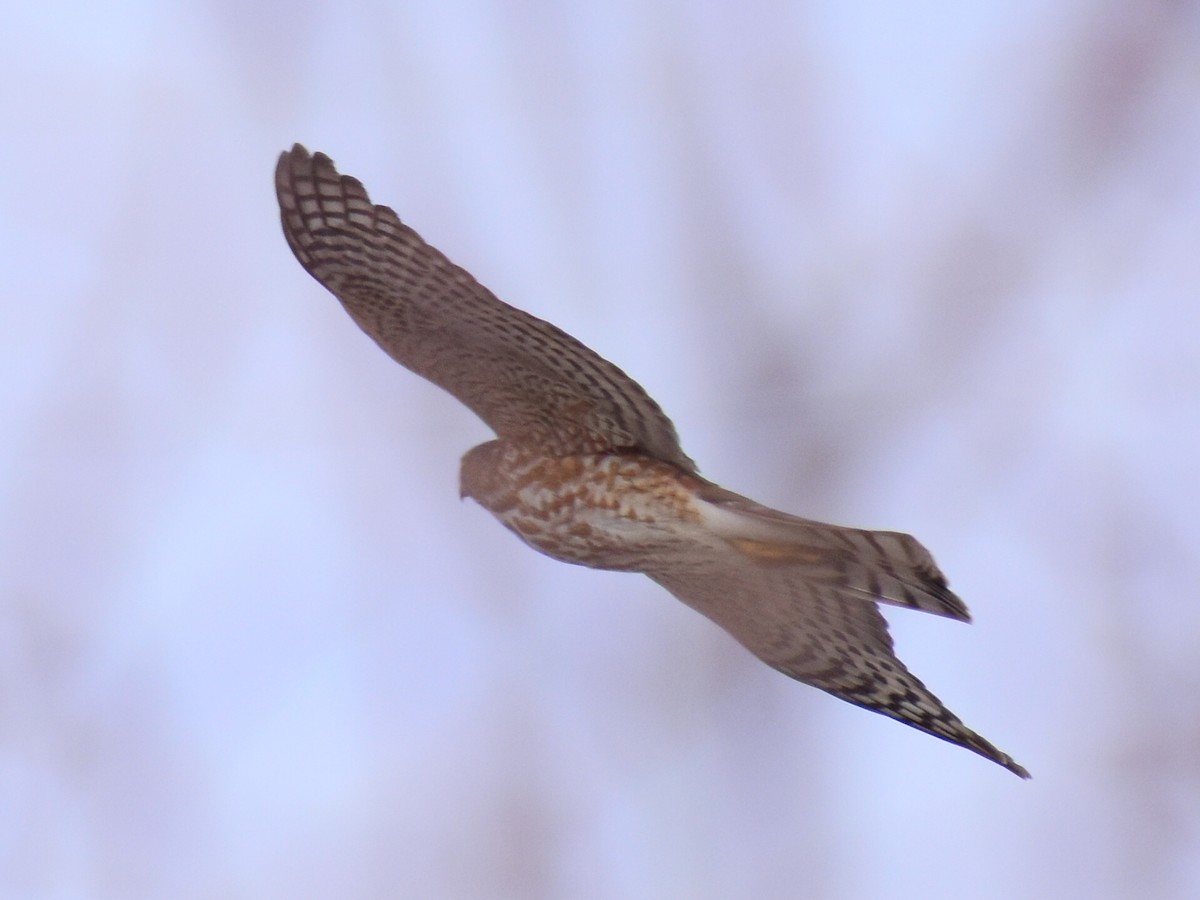 Sharp-shinned Hawk (Northern) - ML646414943