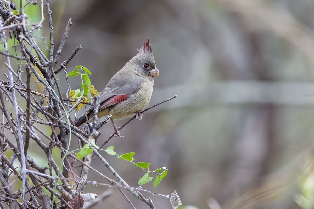 Pyrrhuloxia - ML646414944