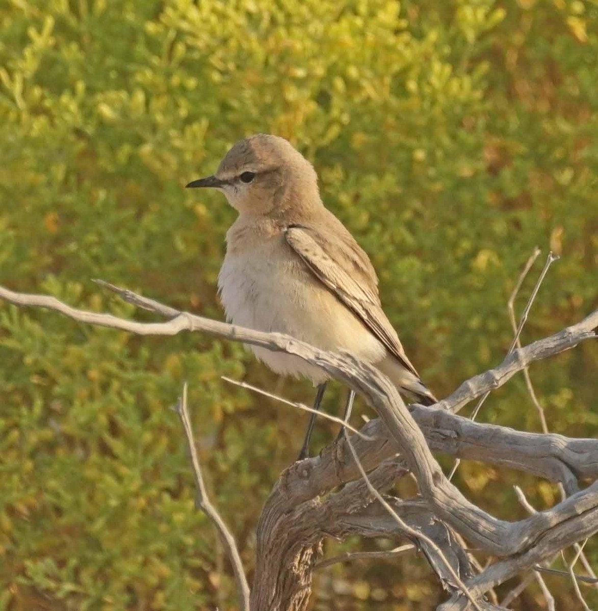 Isabelline Wheatear - ML646414947